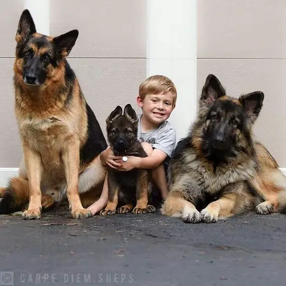 two German Shepherds and one puppy on the floor with a boy