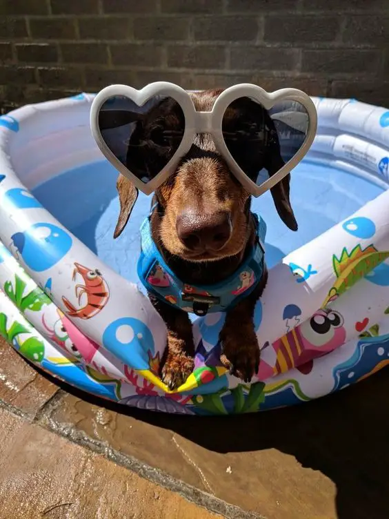 Dachshund inside the inflatable pool wearing a vest and big heart sunglasses