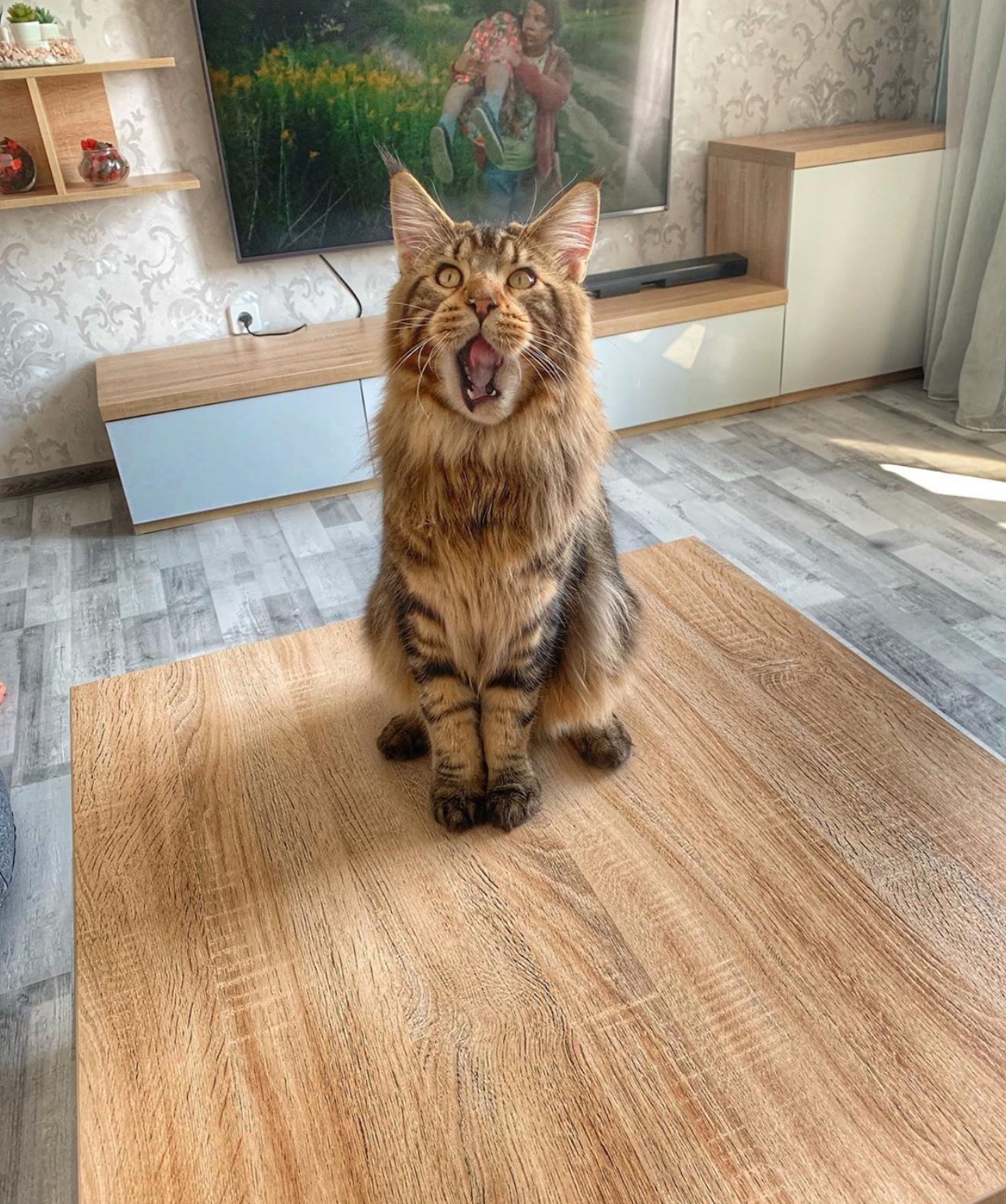 Maine Coon Cat sitting on top of the wooden table while meowing