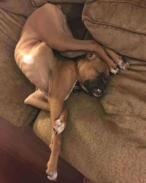 Boxer dog sleeping on the couch in weird position