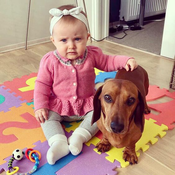 A toddler sitting on the floor with her hand on the back of a Dachshund standing next to her
