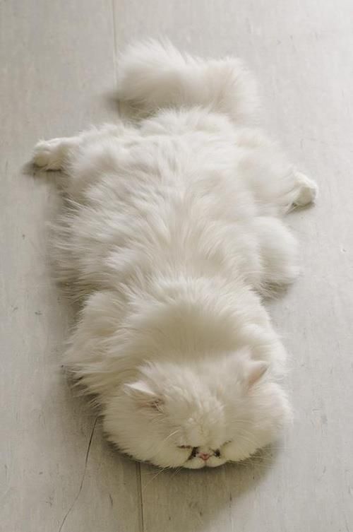 white Persian Cat lying flat on the floor while sleeping