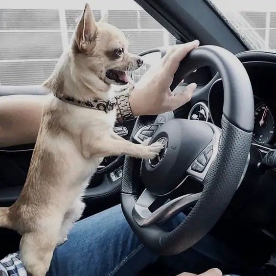 Chihuahua standing up against the steering wheel