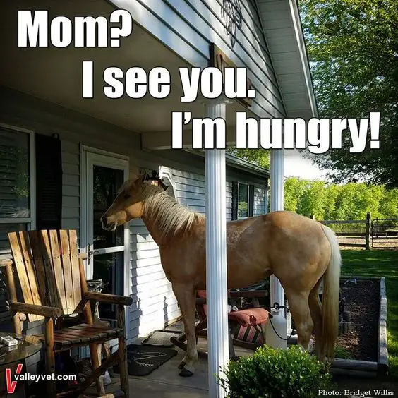 Funny Horse Meme of a dog in front of the door with a text 