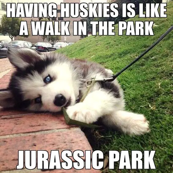 photo of a husky puppy lying on the grass next to the street with text - having huskies is like a walk in the park, jurassic park