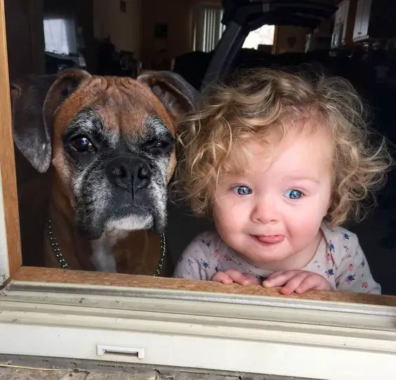 A boxer dog looking outside the window next to a cute baby