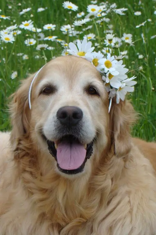 A smiling Golden Retriever wearing a daisy head band
