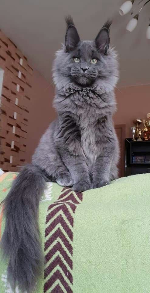 Maine Coon cat sitting on top of the back part of a sofa