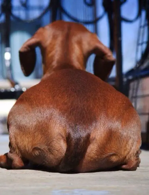 Dachshund lying on the floor with a close up of its butt