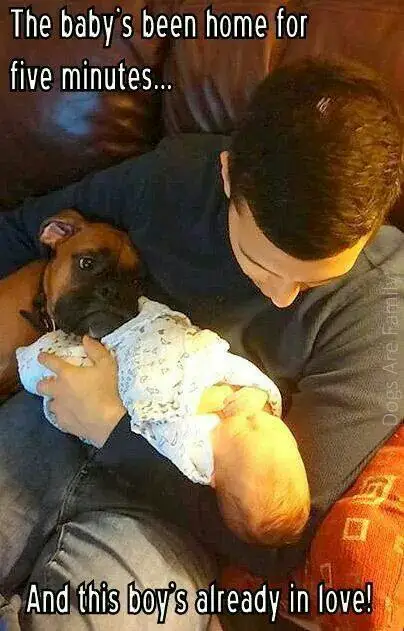 a man siting on the couch carrying a baby while his boxer dog is leaning towards him and staring at the baby with its sad eyes photo with caption - The baby's been hoome for five minutes... and this boy's already in love!