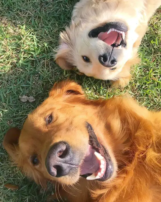 two Golden Retriever lying on the grass while smiling under the sun