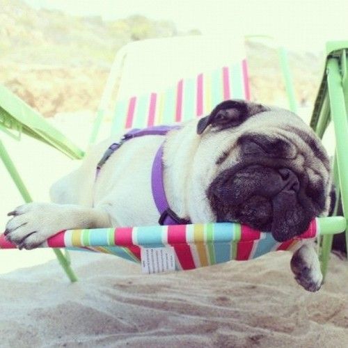 Pug sleeping in a folding chair