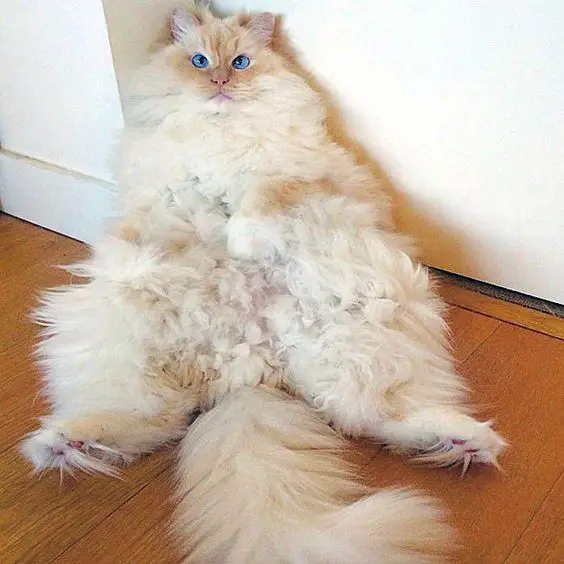 Persian Cat sitting on the corner