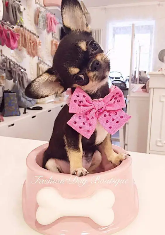 Chihuahua wearing pink ribbon sitting on top of a pink bowl