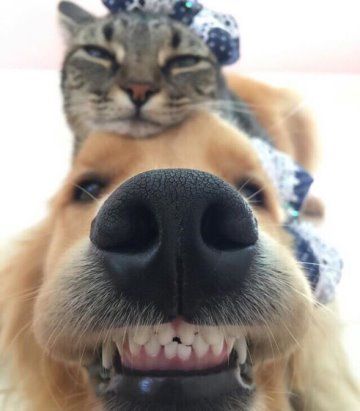 A smiling Golden Retriever with a cat lying on top of its head