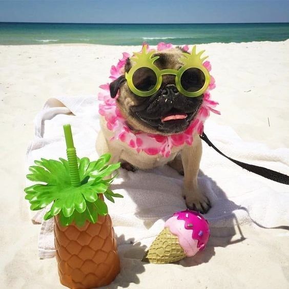 Pug with flowers on its neck and sunglasses