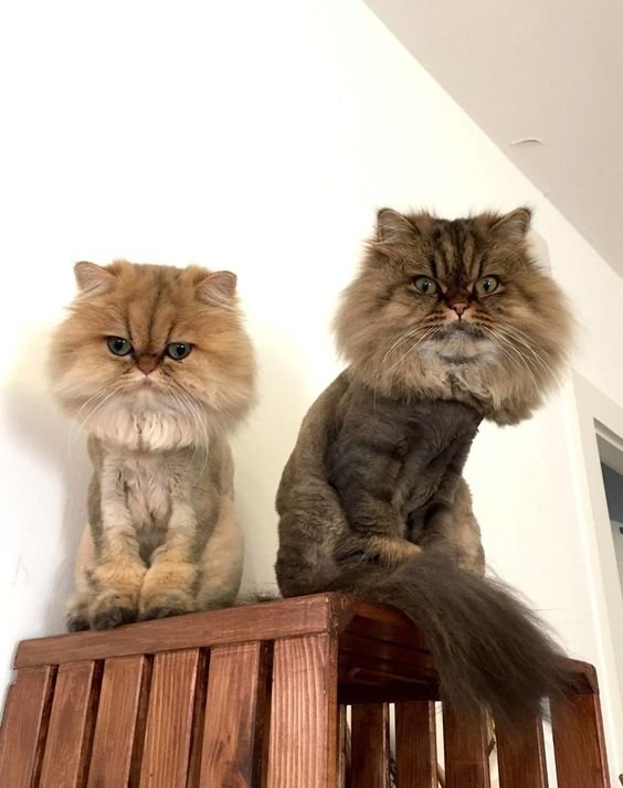 two Persian Cats with round heads sitting on top of a wooden fixture