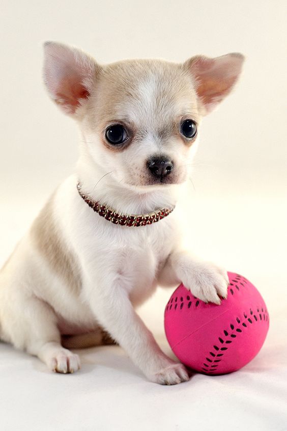 Chihuahua sitting on the floor with pink ball