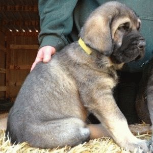 A Spanish Mastiff puppy sitting on the hay next to a human