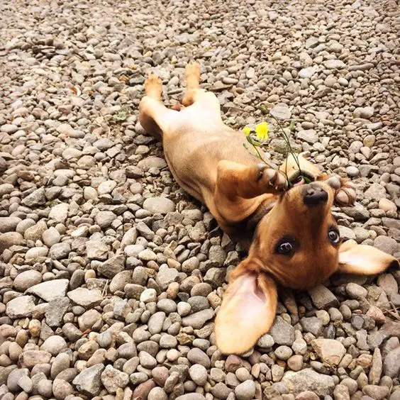 Dachshund sprawled out on the pebbles with picked flowers in its mouth