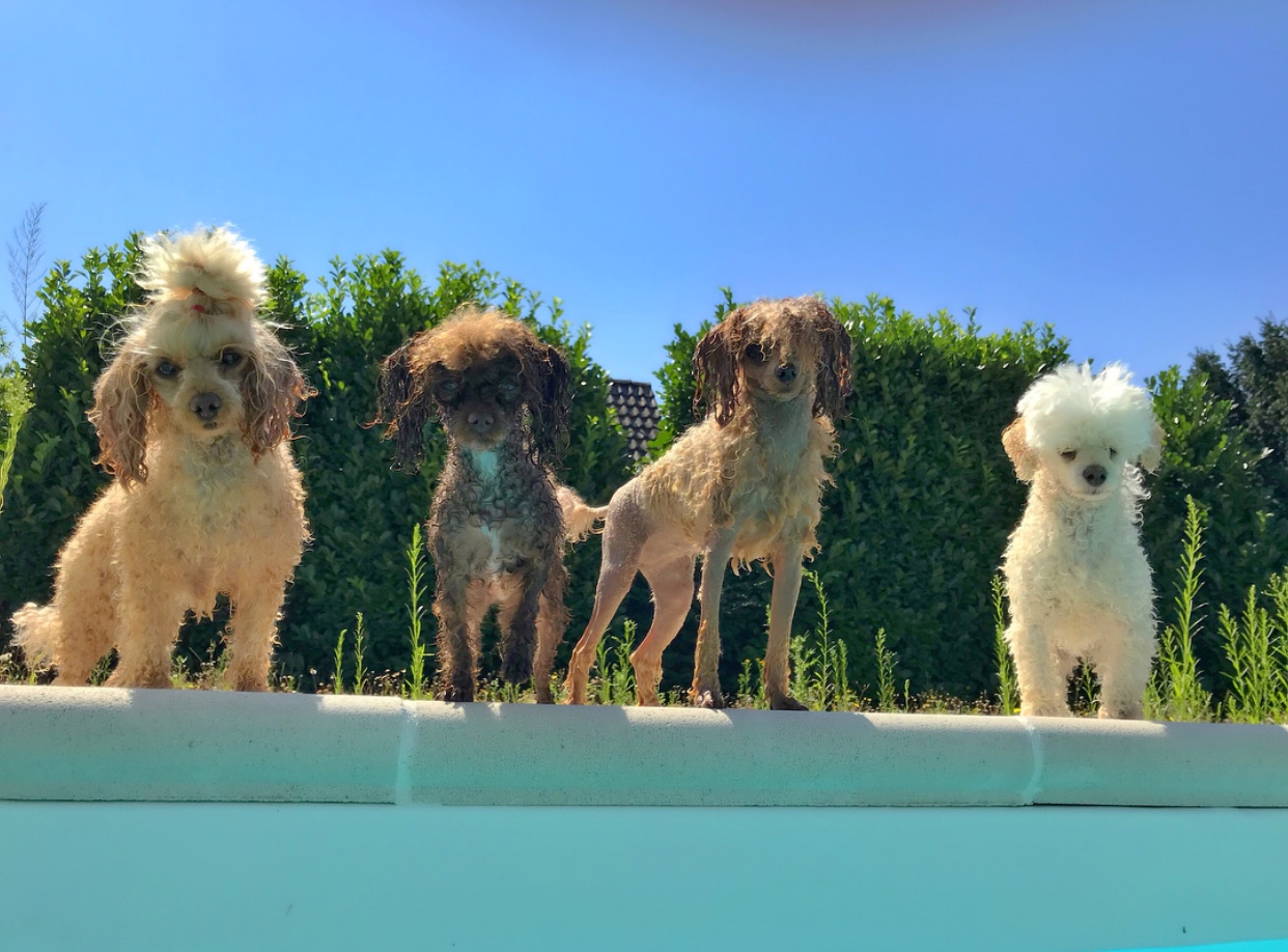 four Poodle standing by the pool side