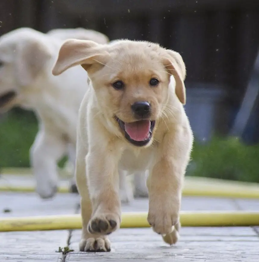 A Labrador retriever puppy running on the pavement
