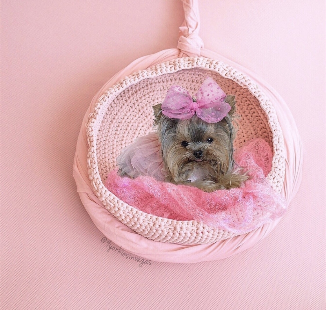 Yorkshire Terrier wearing a pink tutu and a ribbon on top of its head lying inside a circle crocheted hanging bed in a pink background