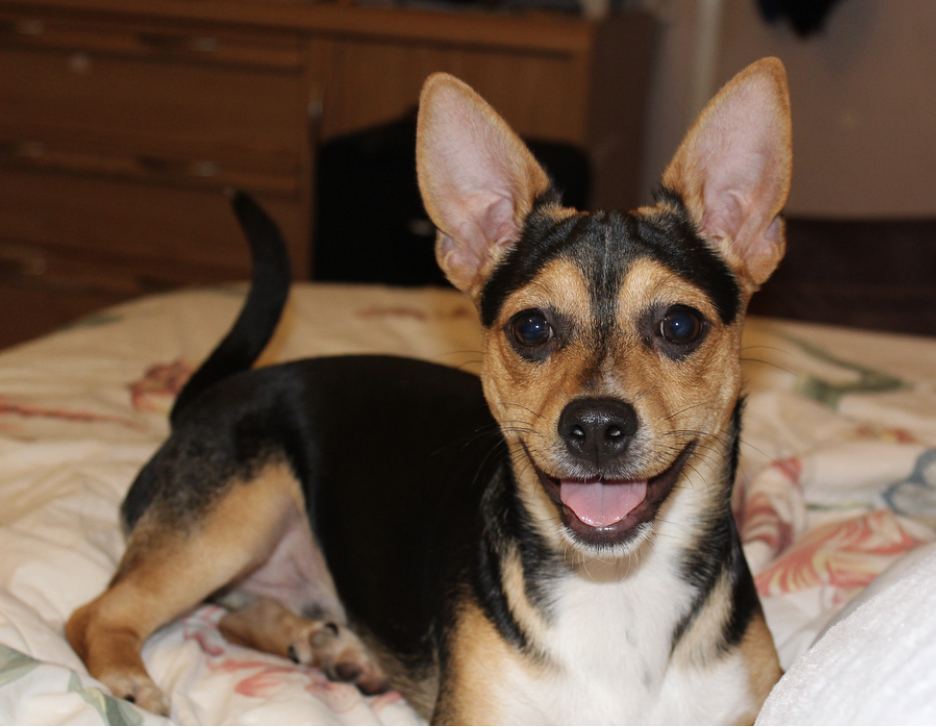 Rothuahua lying down on the bed