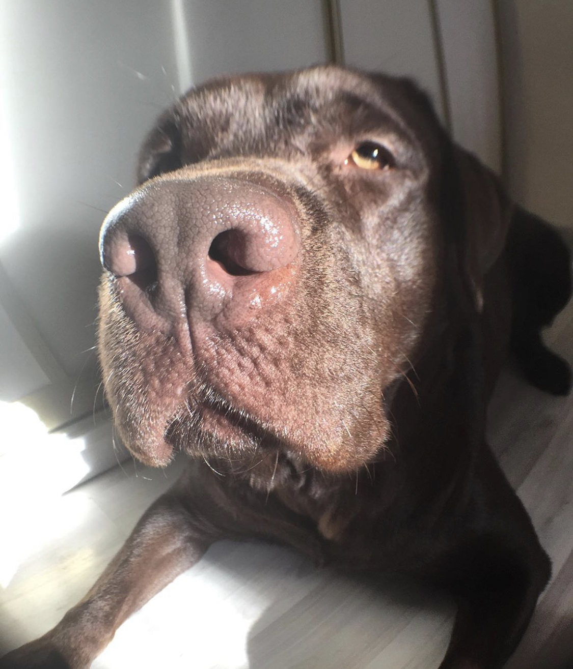 A Labrador retriever lying on the floor with sunlight on its face