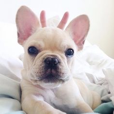 A French Bulldog lying on the bed with a peace sign of a person behind its head