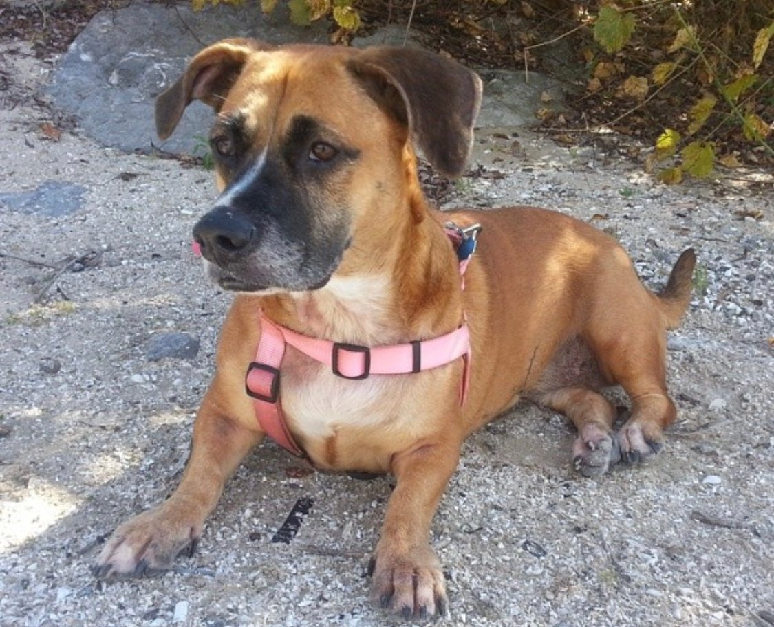 Boxet Hound lying down on the ground