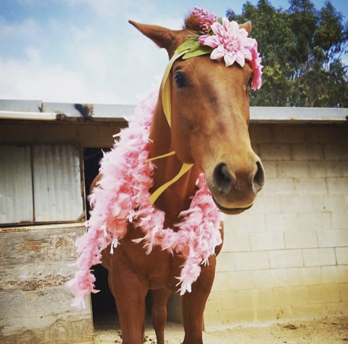 A Horse wearing pink feathers around its neck and a pink flower headpiece