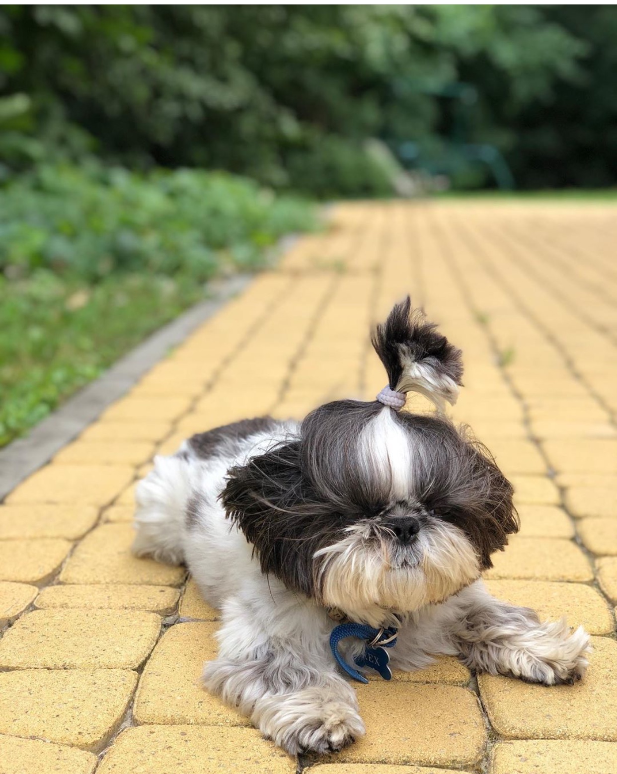 A Shih Tzu with a ponytail on top of its head while lying down on the pavement pathway at the park