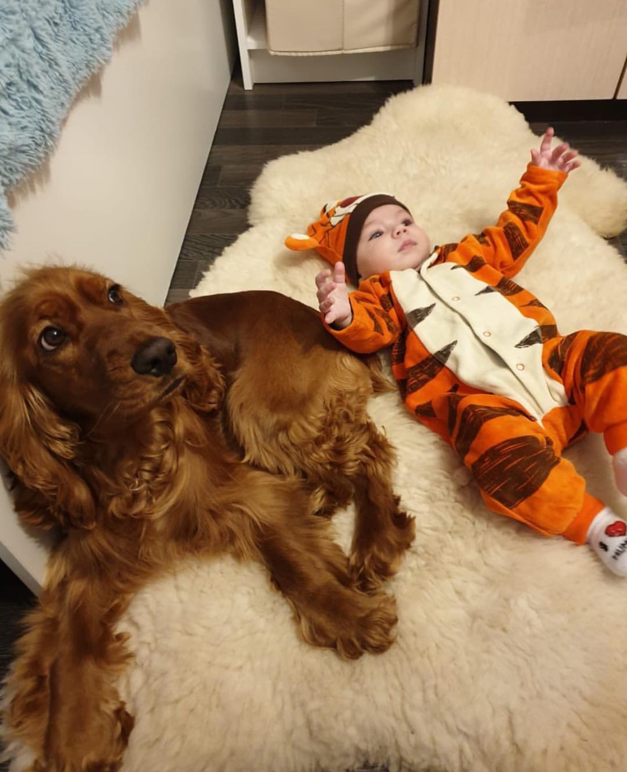A English Cocker Spaniel lying on the carpet beside a baby wearing tiger costume