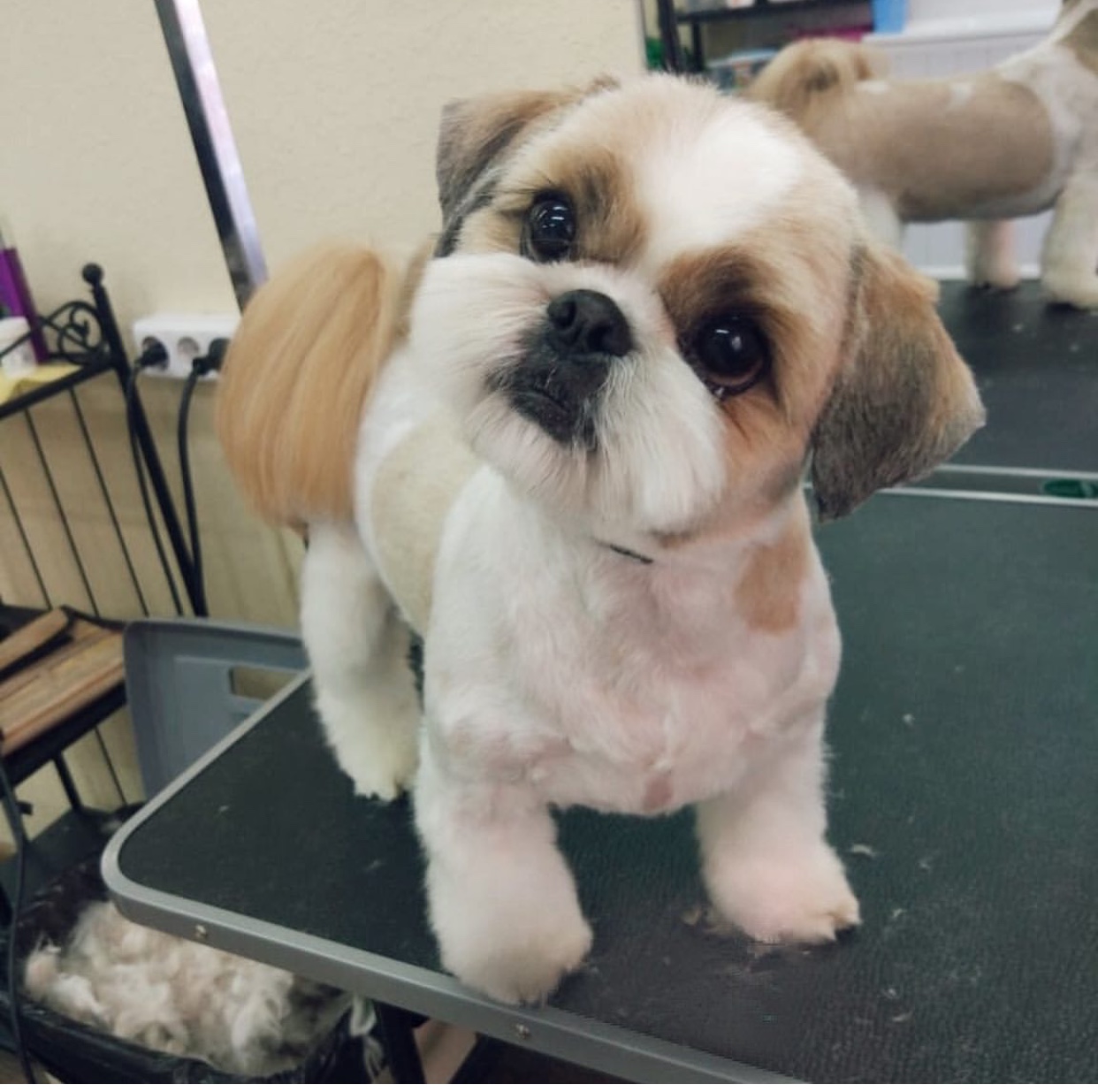 A freshly groomed Shih Tzu standing on top of the grooming table while tilting its head