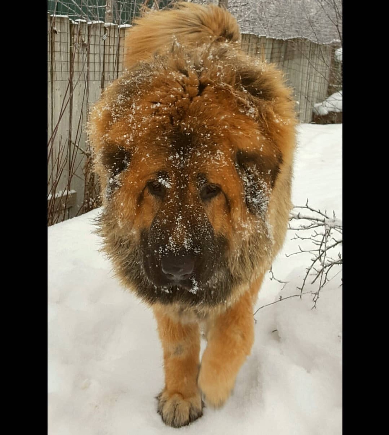 large Tibetan Mastiff dog walking in snow