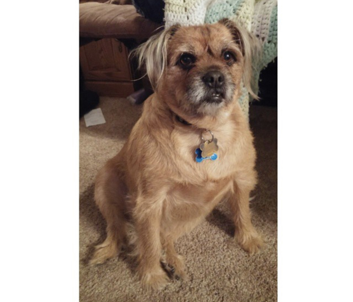 A Porky sitting on the floor