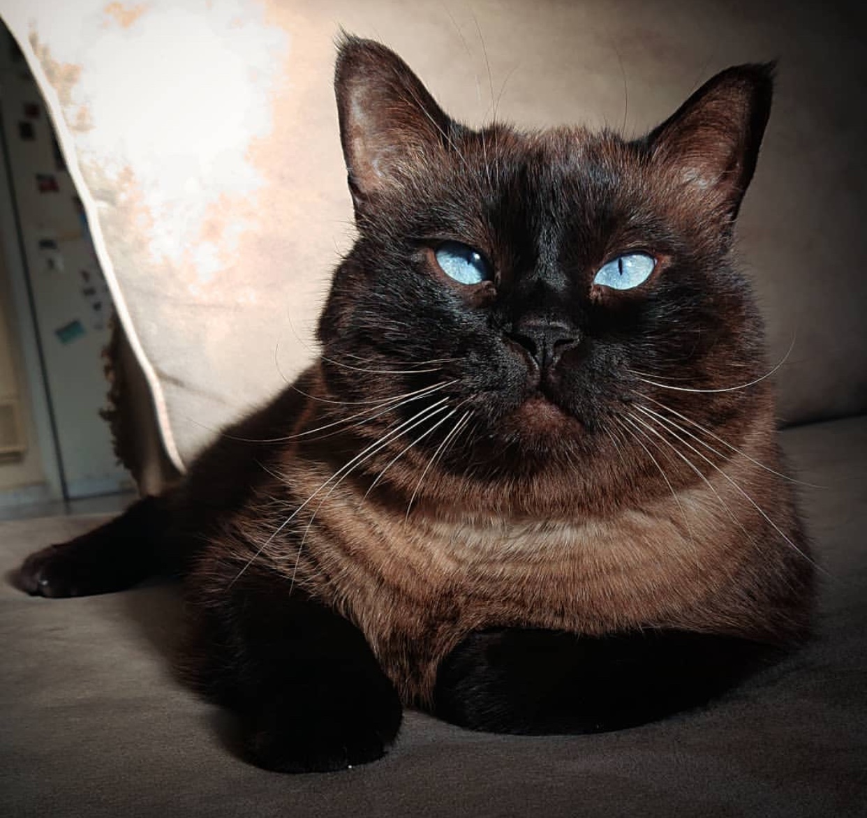 Siamese Cat lying on the floor