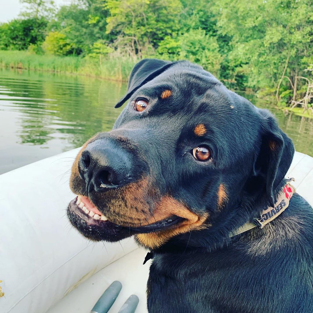 Rottweiler sitting on the boat while looking back and smiling