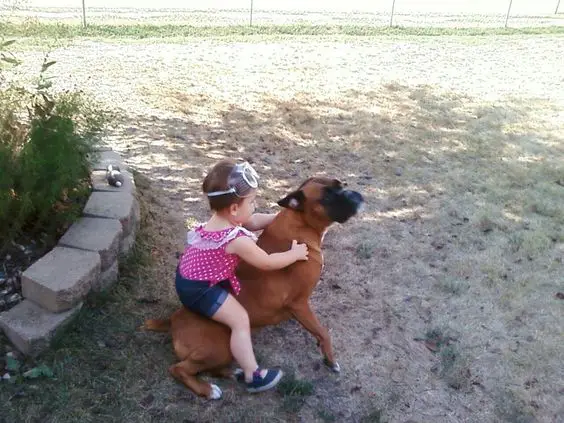 A young girl riding a boxer dog