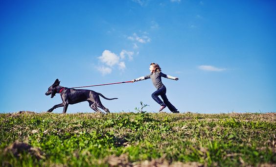 Great Dane dragging a girl during a walk