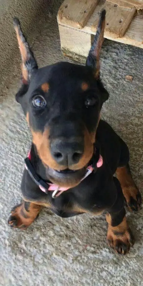 Doderman puppy sitting on the carpet while looking up with its adorable face