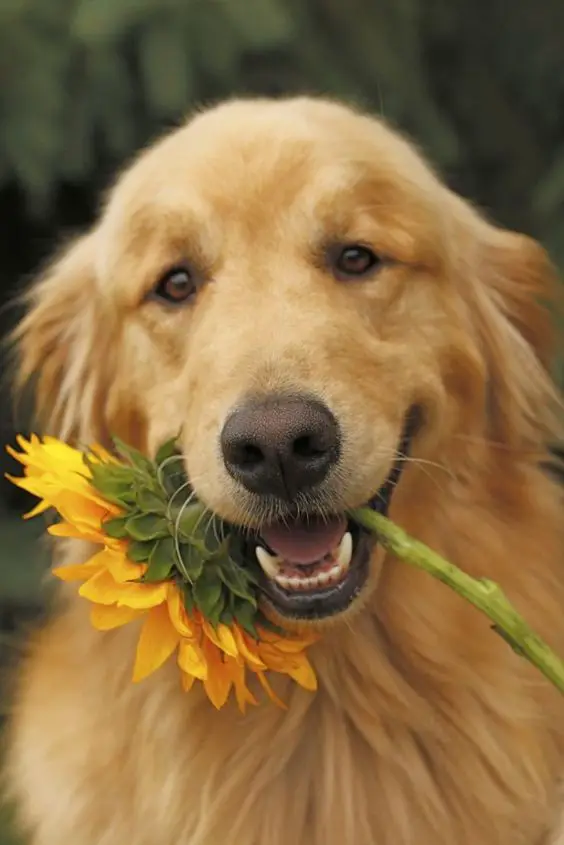 A smiling Golden Retriever with picked sunflower in its mouth