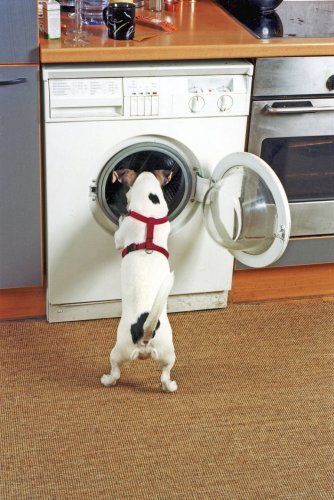 Jack Russell standing in front of the hole in the washing machine