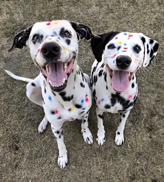 14 Incredible Facts About Dalmatians The Paws