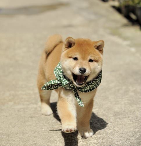 Shiba Inu puppy walking on the pavement with its mouth open