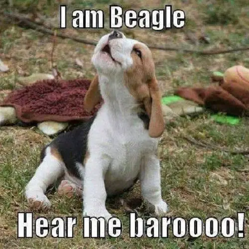 Beagle howling picture and a text 