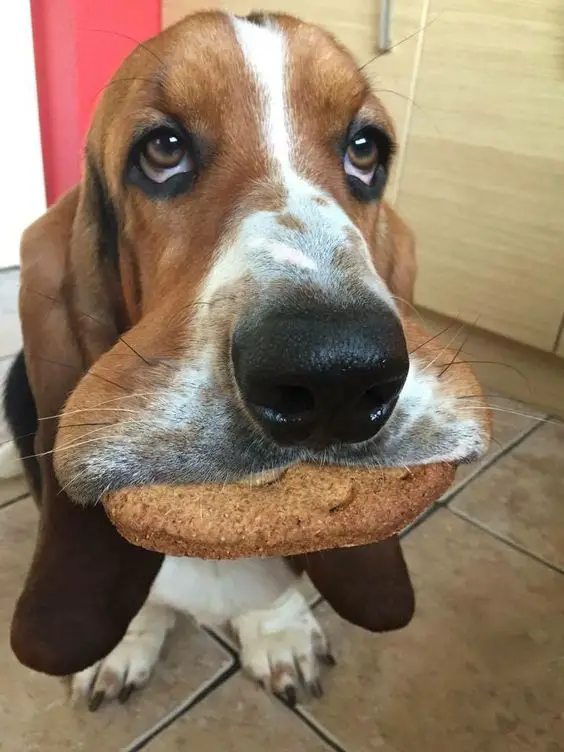 A Basset Hound sitting on the floor with a bread in its mouth