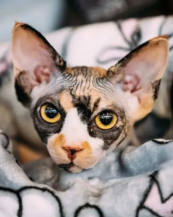 Sphynx Cat with black, white, and orange color coat pattern lying in its bed