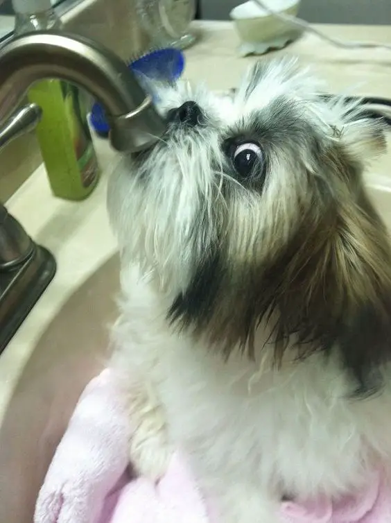 Shih Tzu drinking water directly from the water
